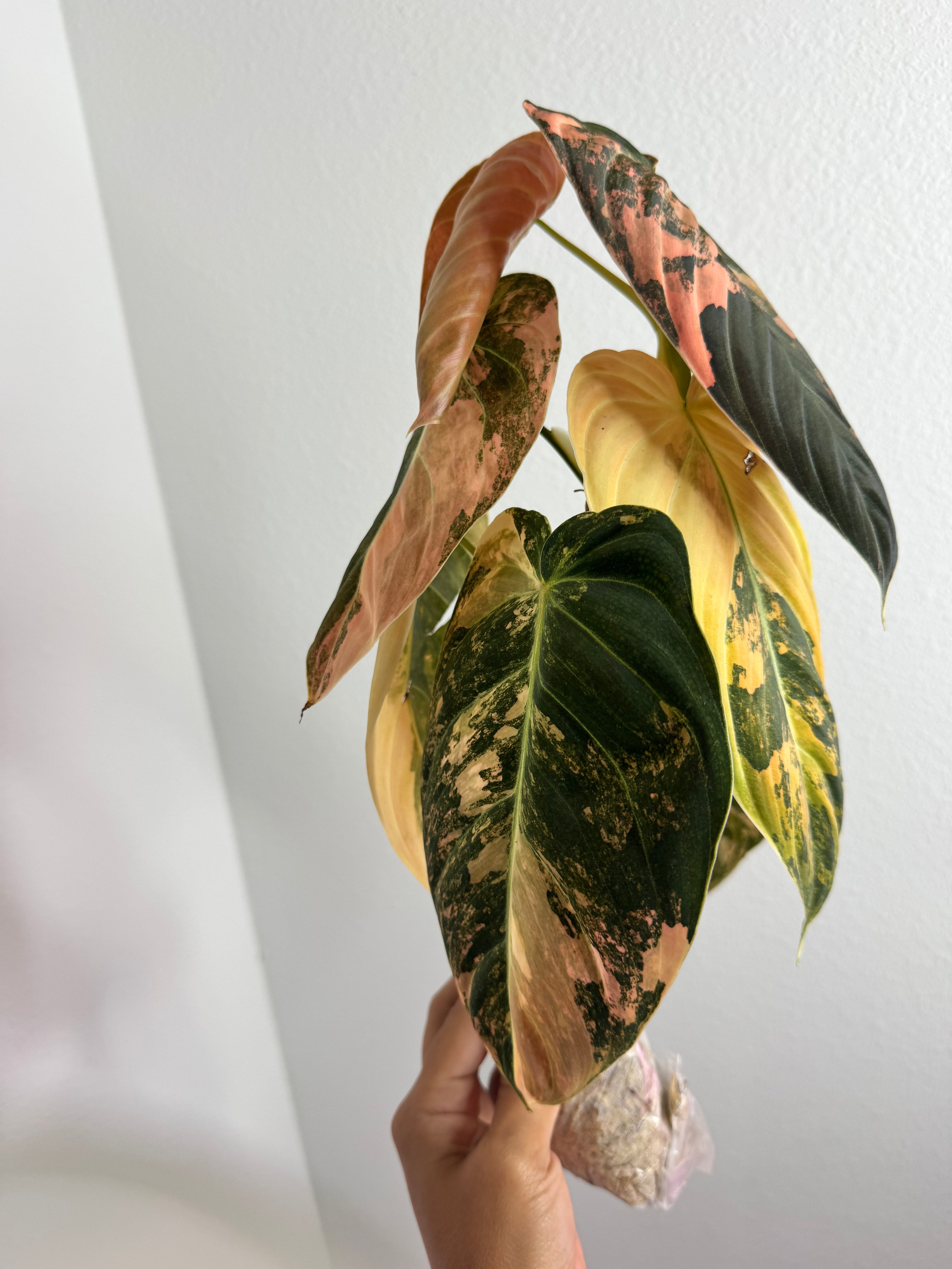 Philodendron Malanochrysum ORANGE bonfire Variegated