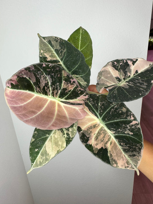 Alocasia Velvet Pink Variegated