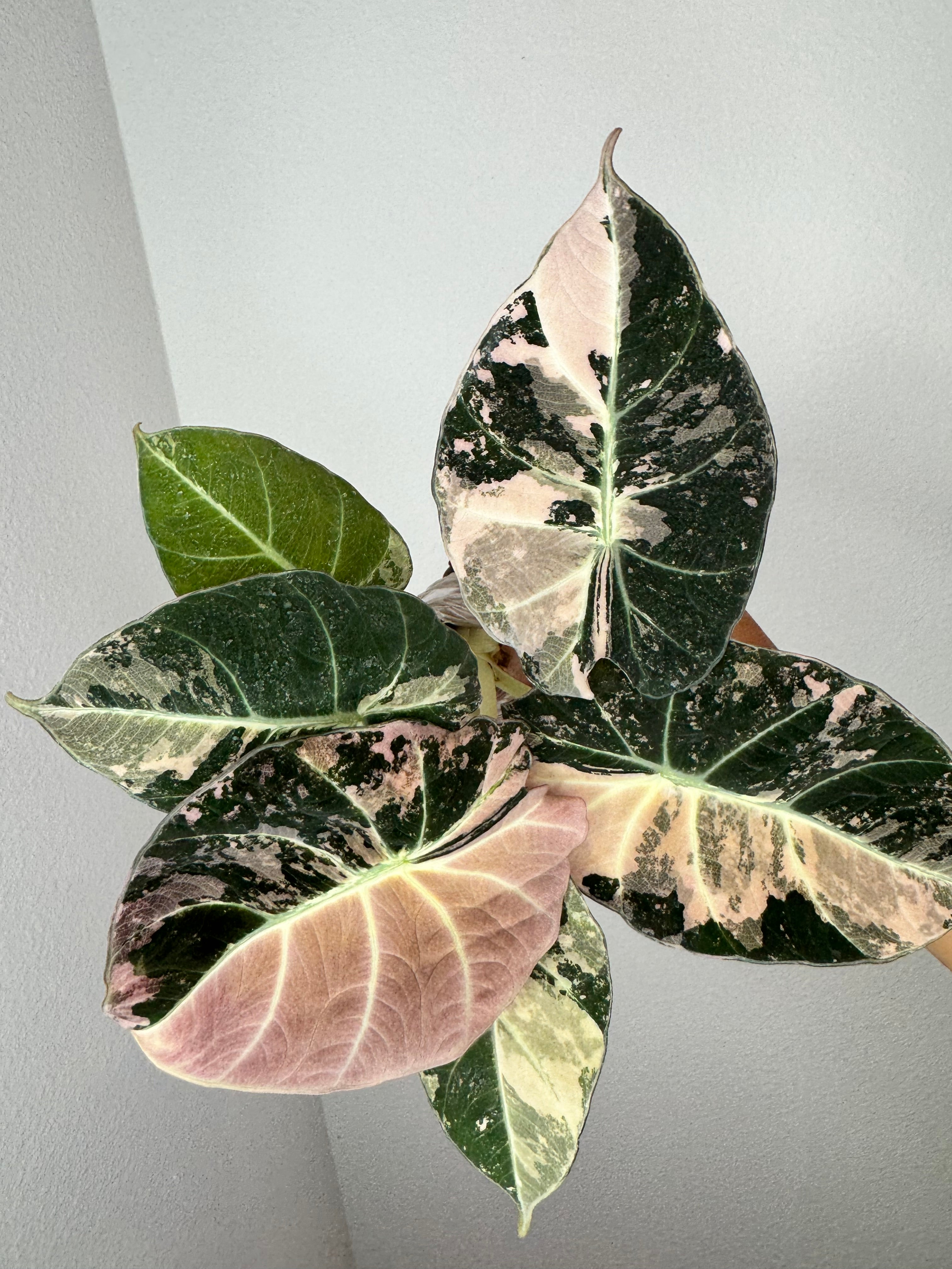 Alocasia Velvet Pink Variegated