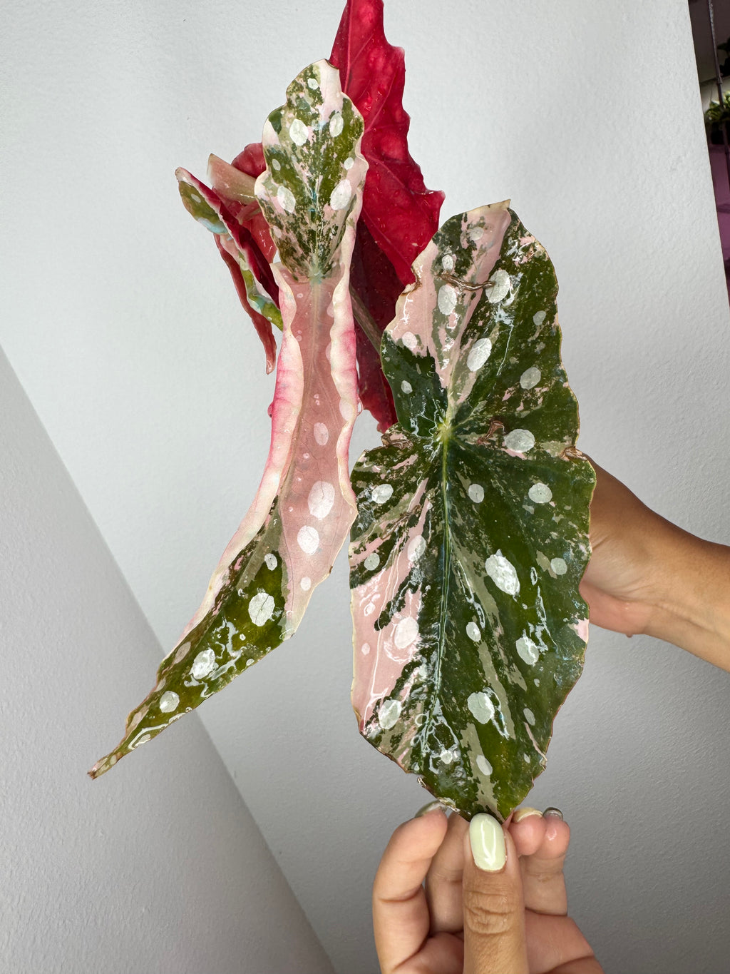 Begonia Pink Maculata Variegated 💕