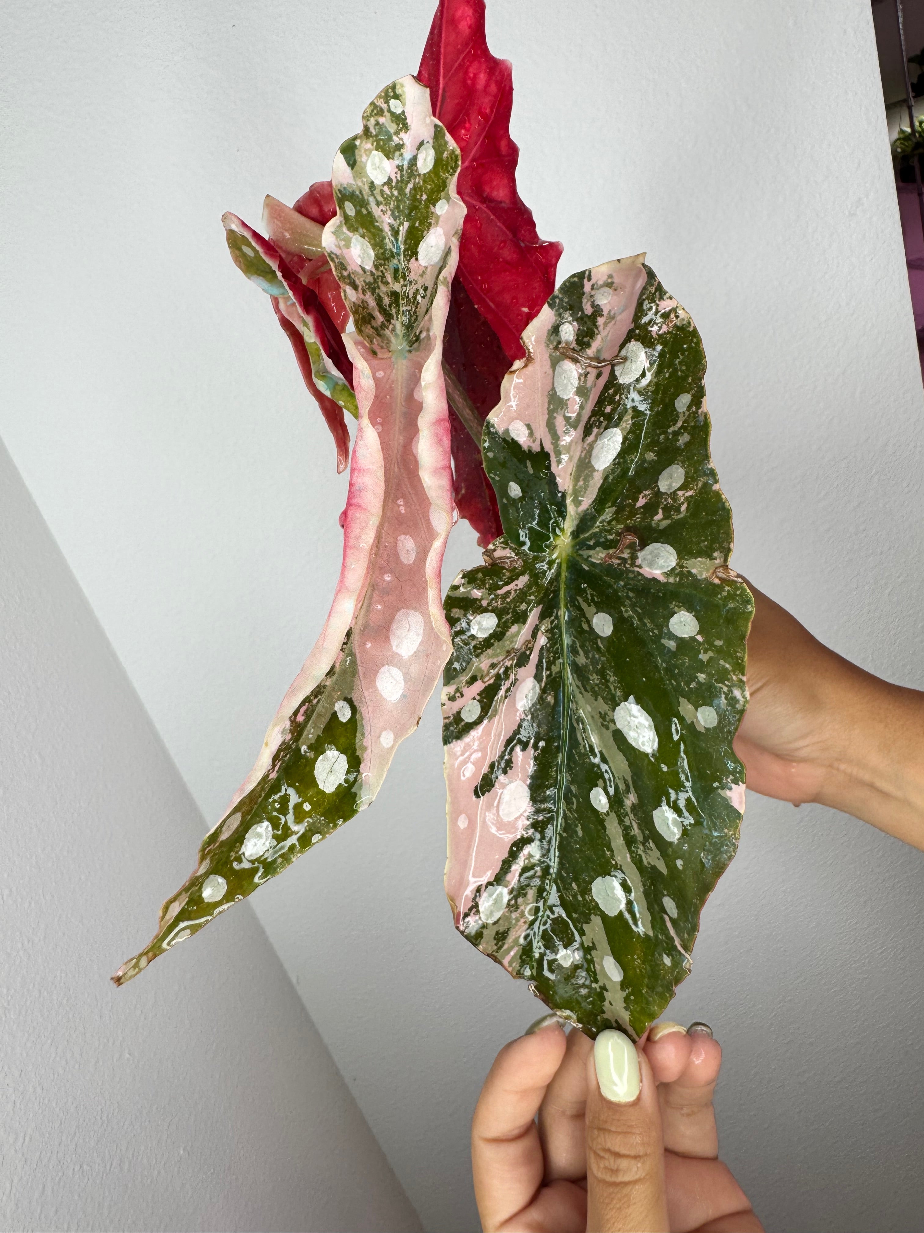 Begonia Pink Maculata Variegated 💕