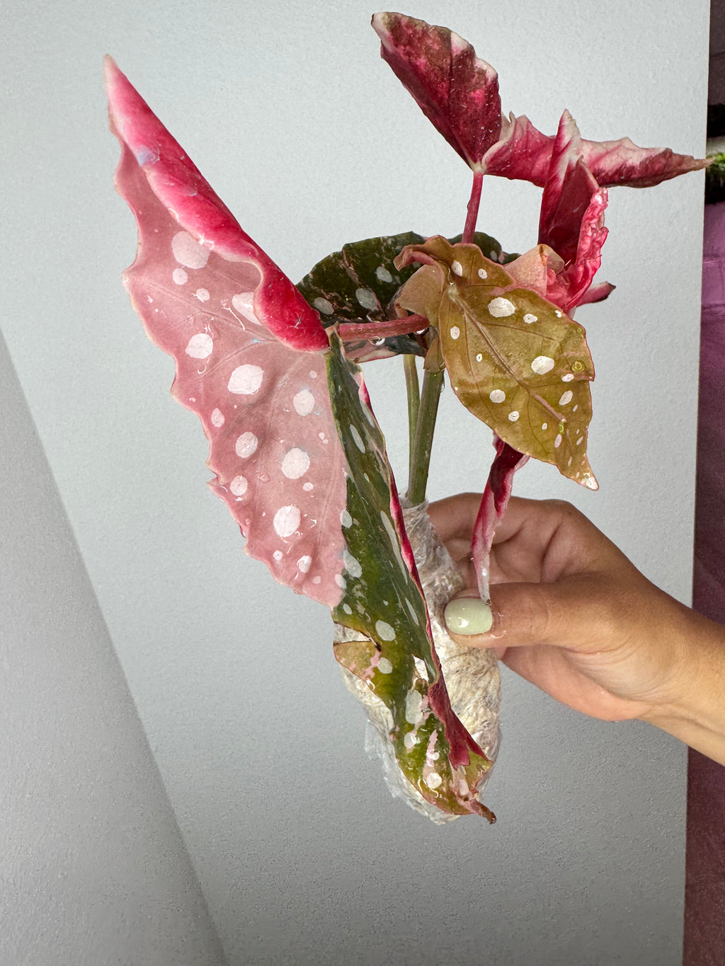 Begonia Pink Maculata Variegated 💕