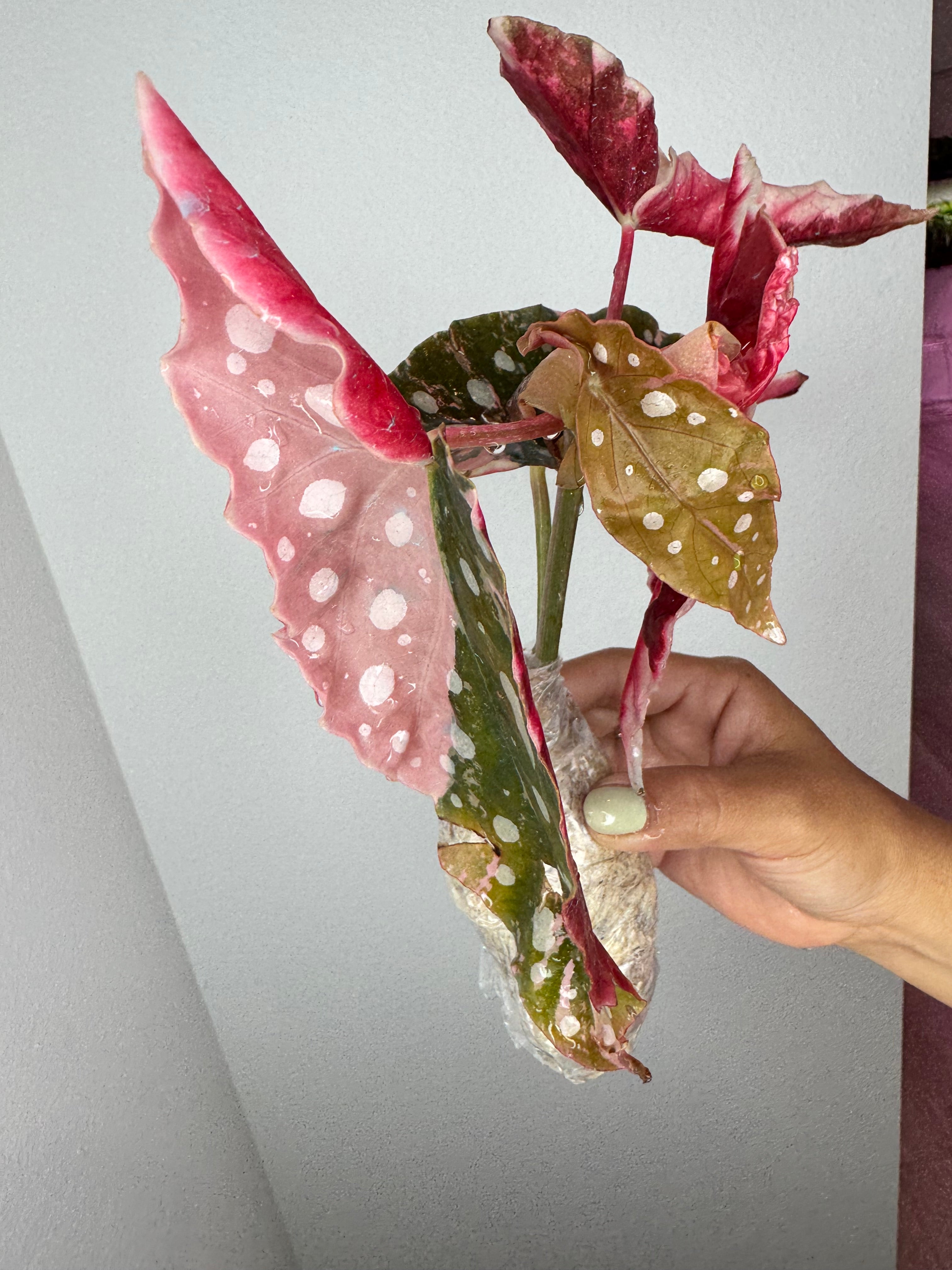 Begonia Pink Maculata Variegated 💕