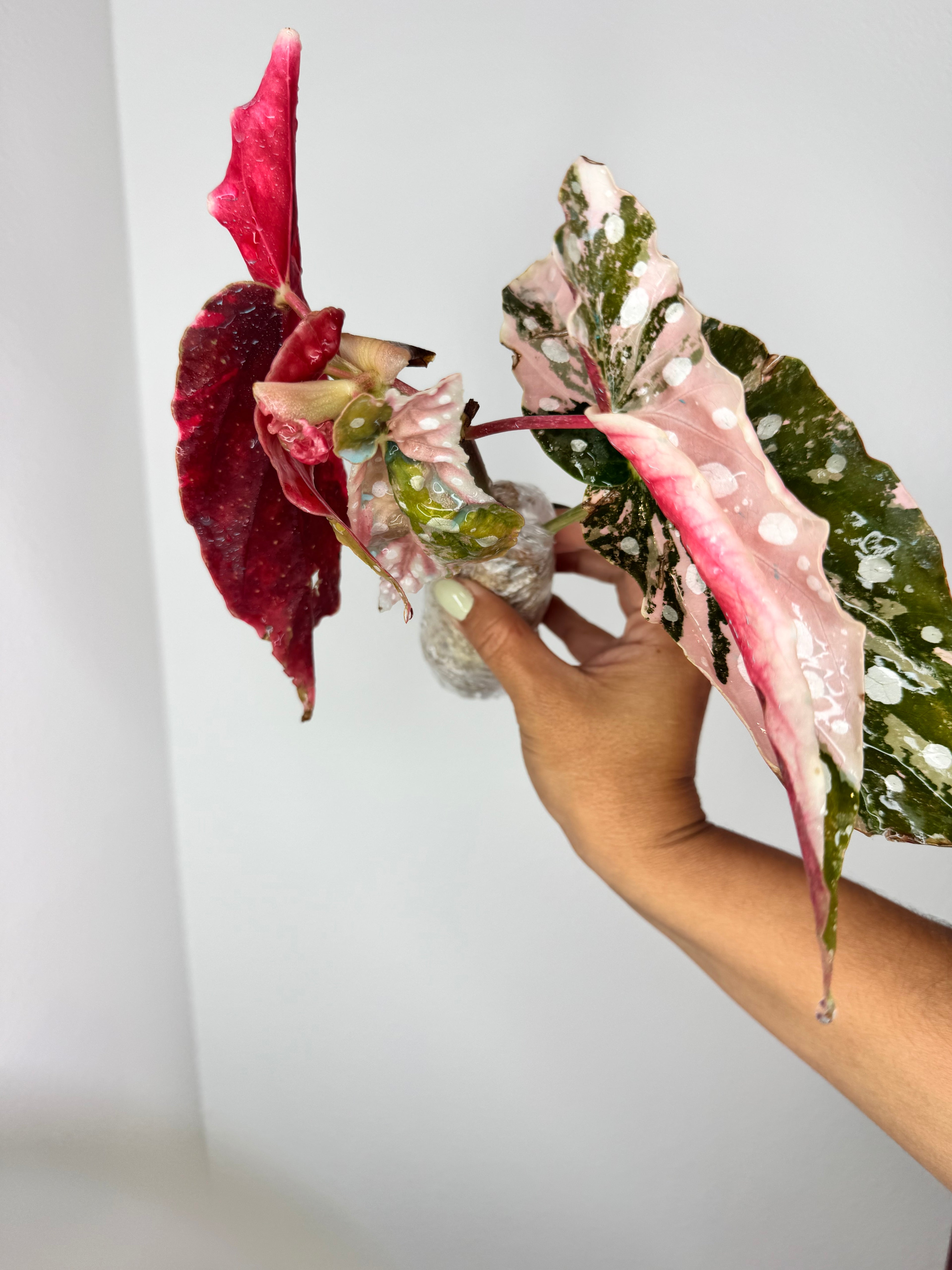 Begonia Pink Maculata Variegated 💕