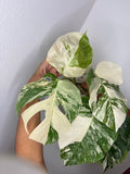 0102 Monstera Albo var