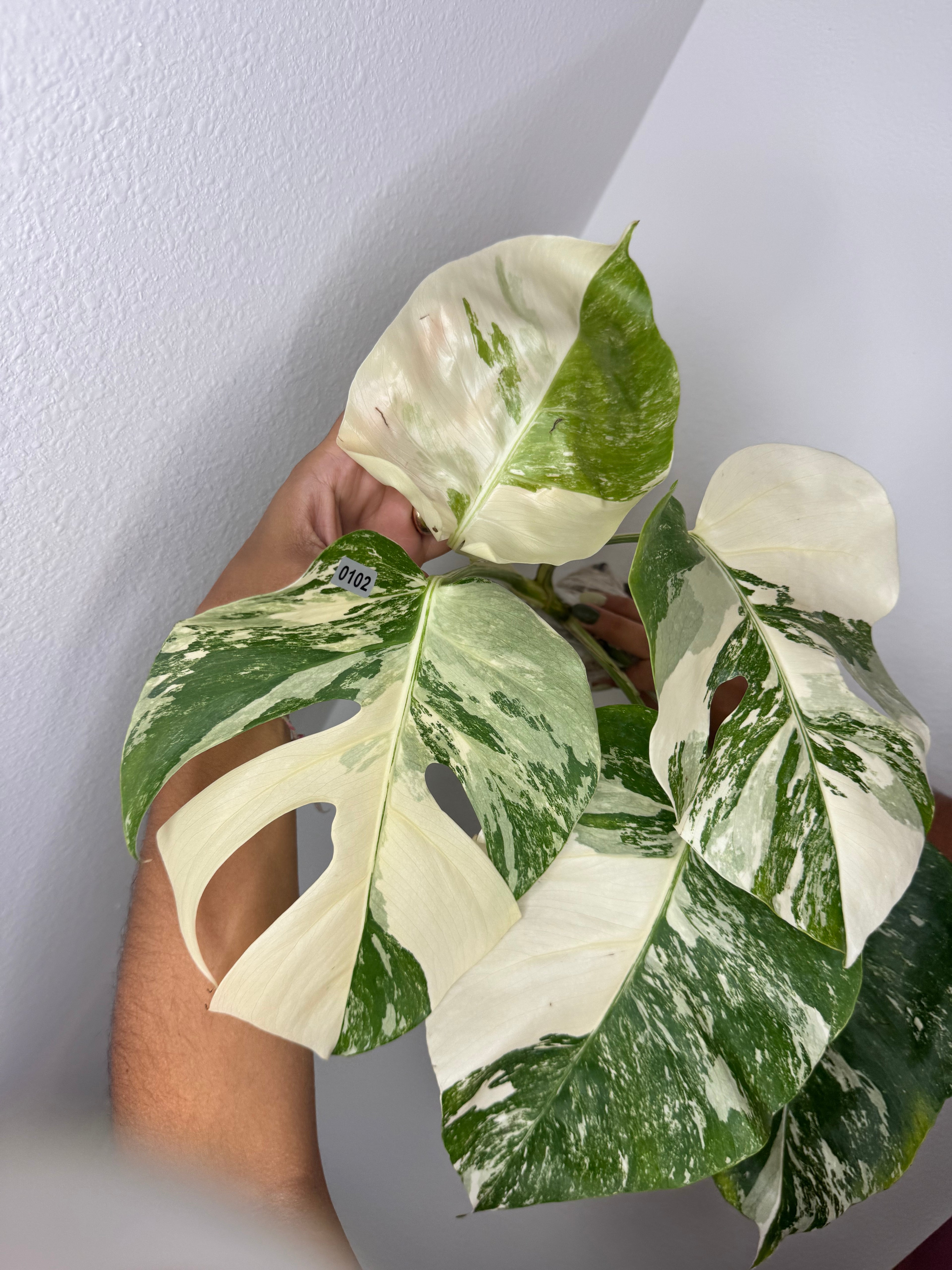 0102 Monstera Albo var