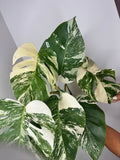 0011 Monstera albo var