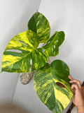 0121 Monstera Aurea Variegated