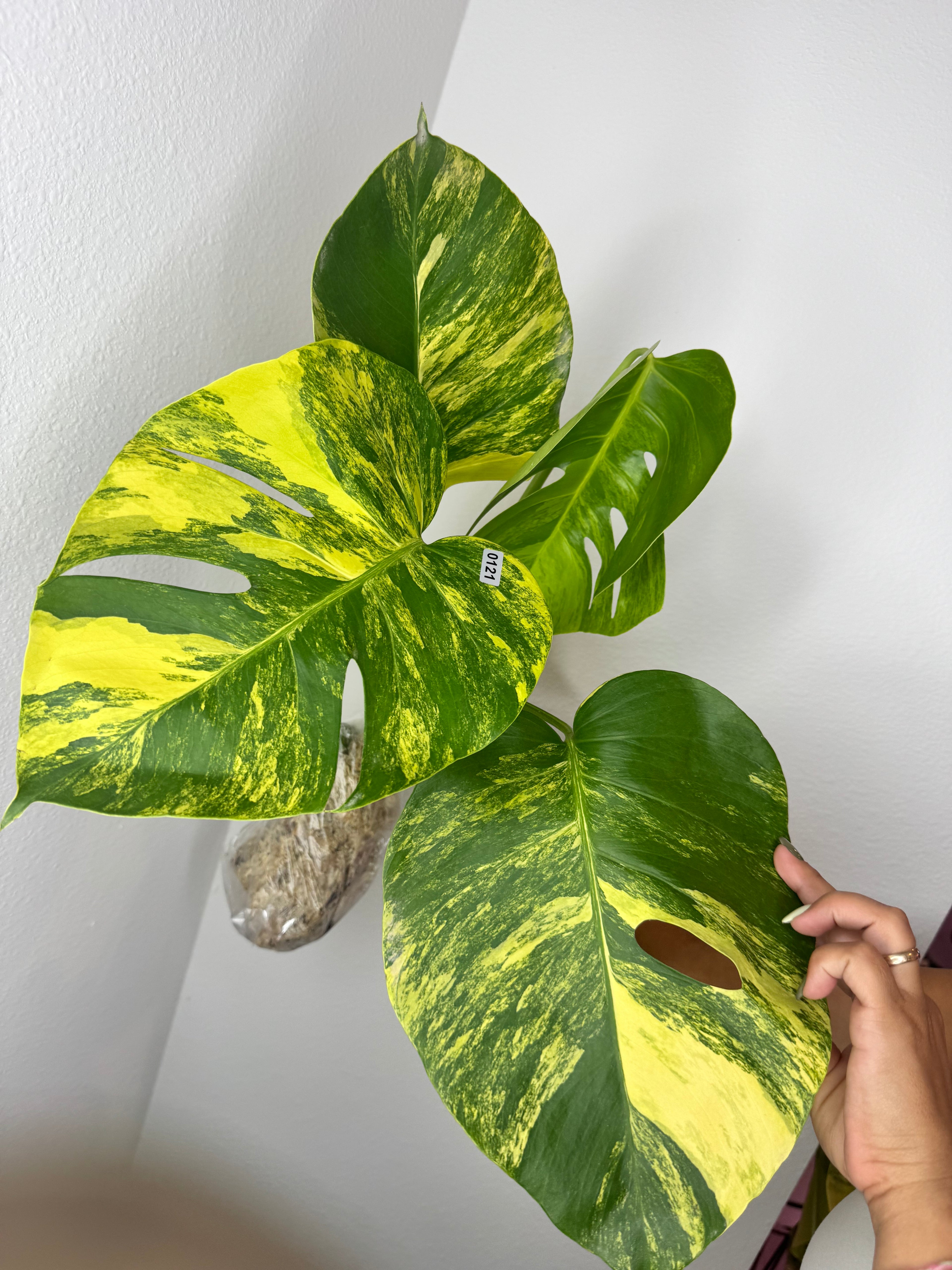 0121 Monstera Aurea Variegated