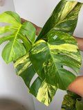 0122 Monstera Aurea Var