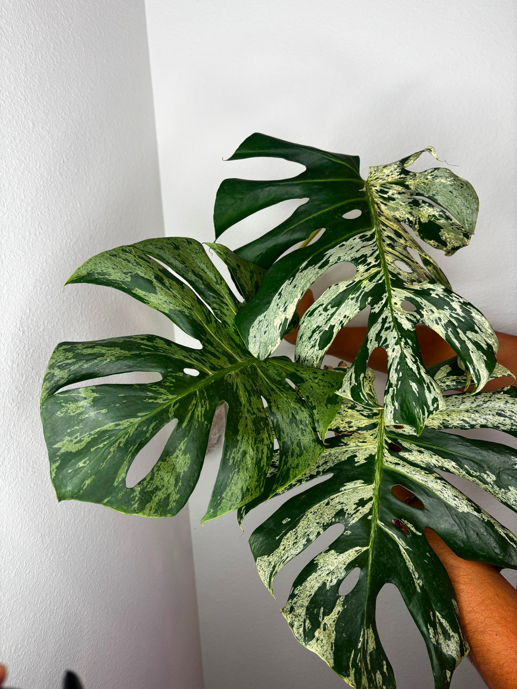 0014 Monstera Bulbasaur