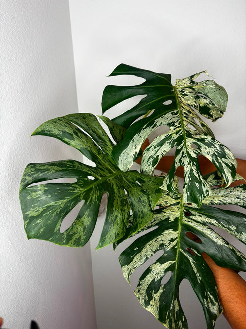 0014 Monstera Bulbasaur