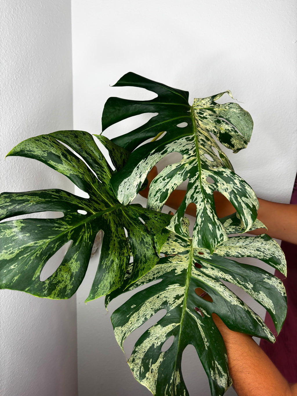 0014 Monstera Bulbasaur