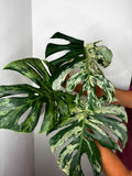 0014 Monstera Bulbasaur