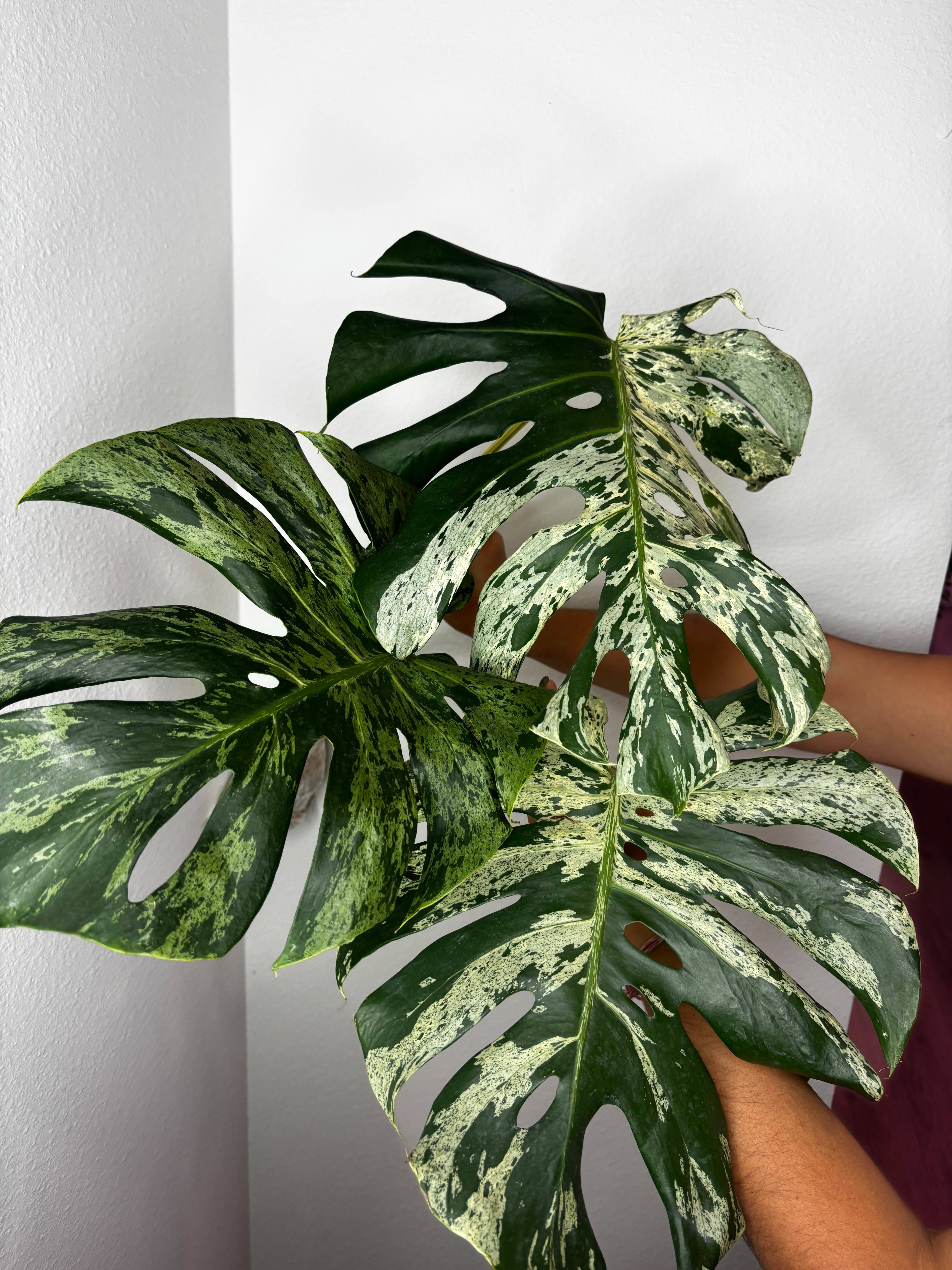 0014 Monstera Bulbasaur