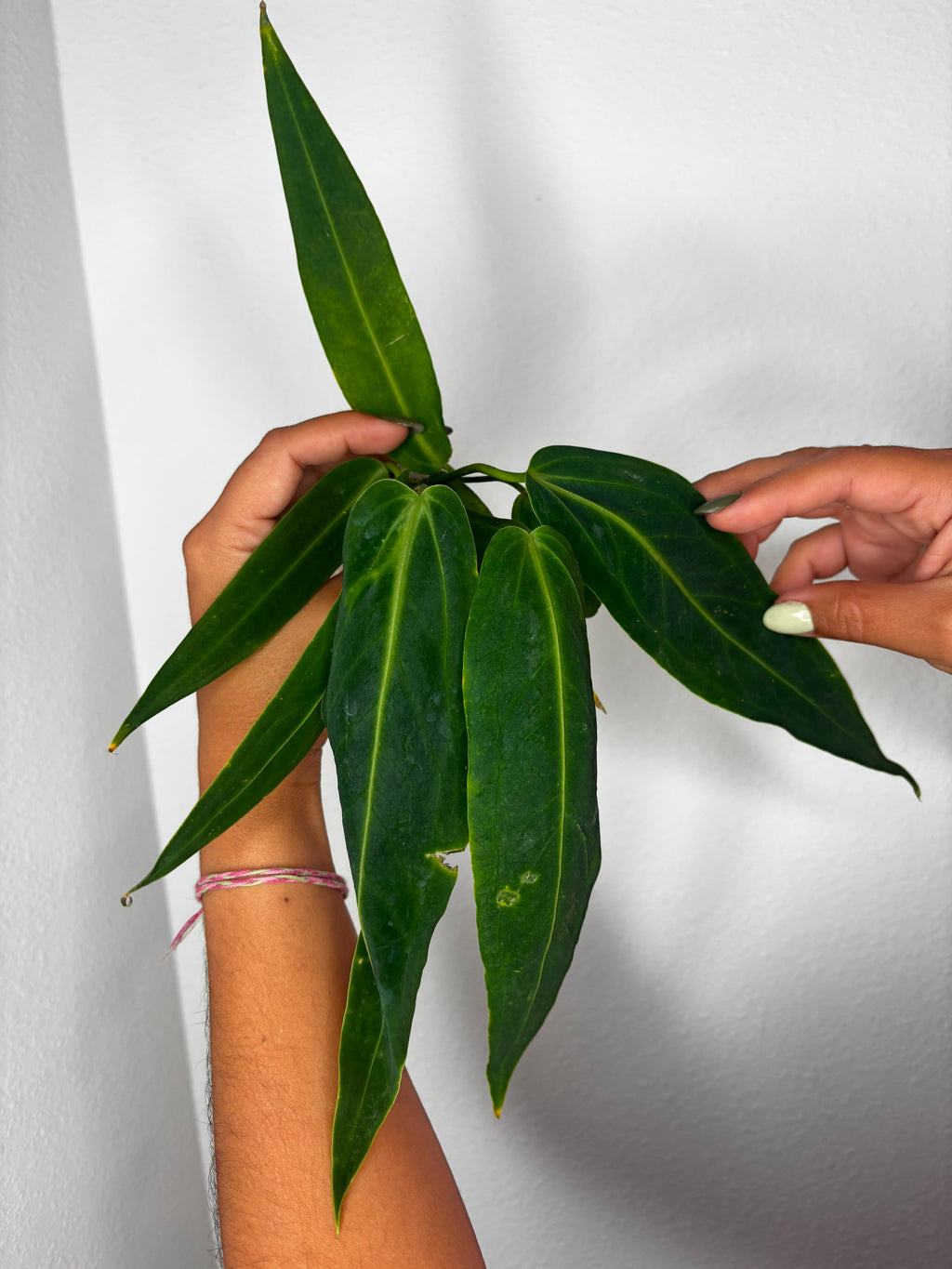 Anthurium Warroqueanum
