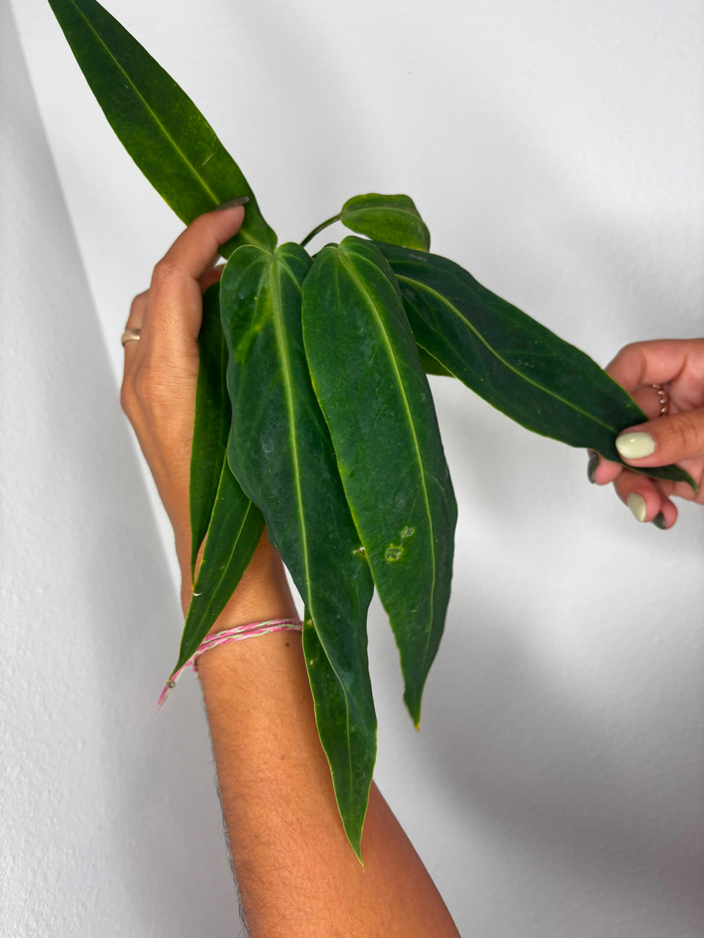 Anthurium Warroqueanum
