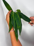 Anthurium Warroqueanum
