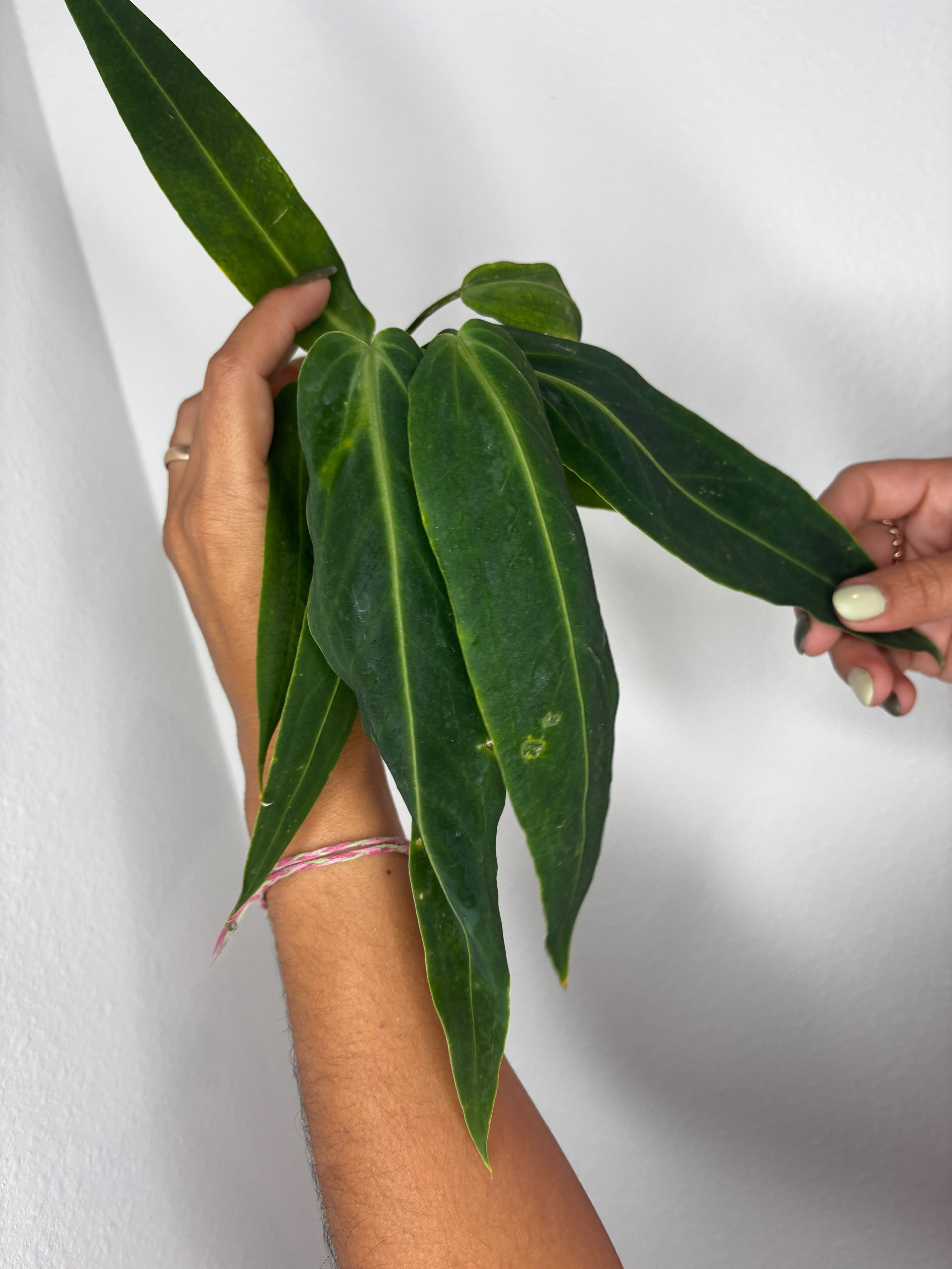 Anthurium Warroqueanum
