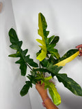 0012 Philodendron Florida Beauty x Mayoii