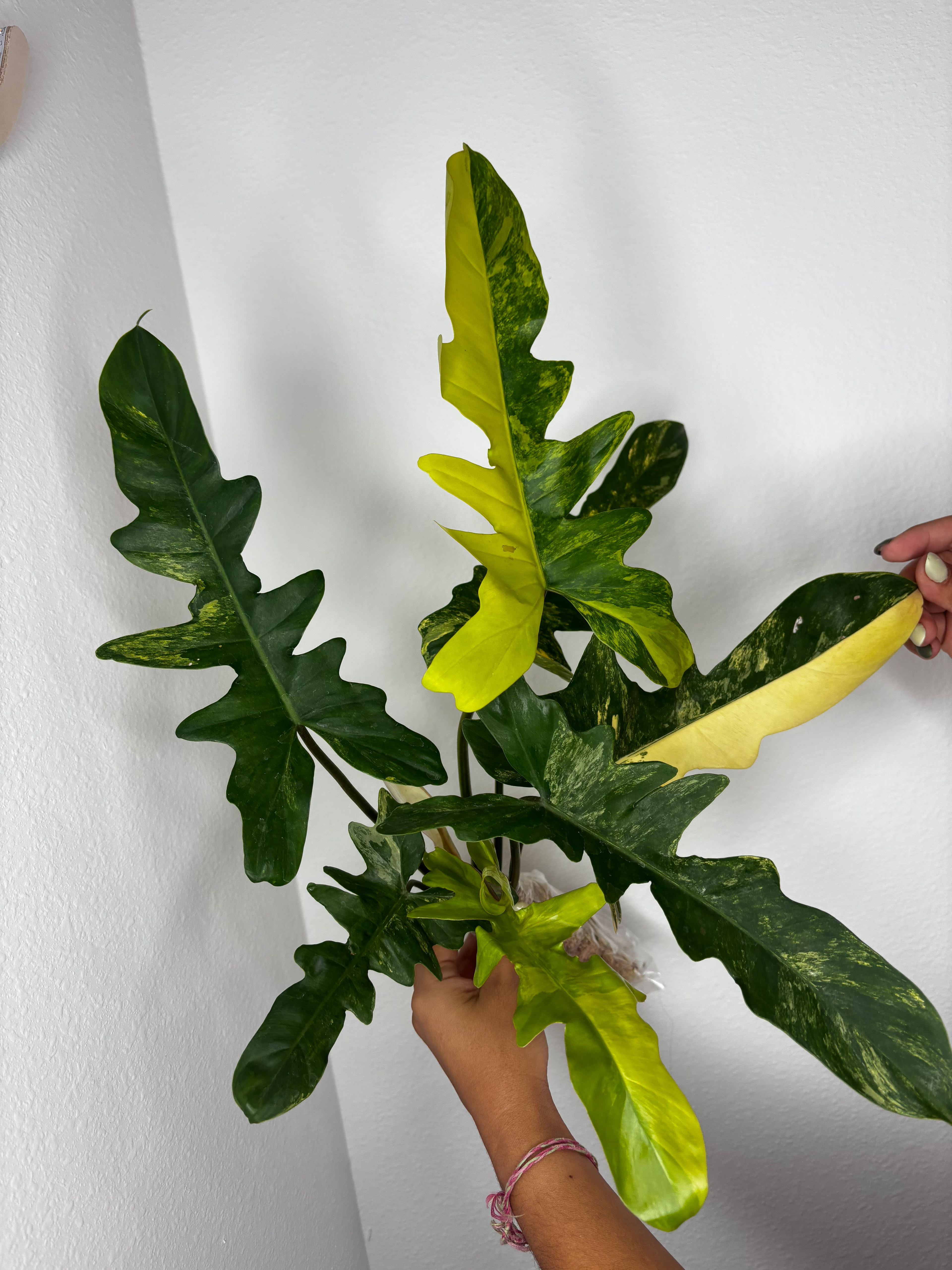 0012 Philodendron Florida Beauty x Mayoii