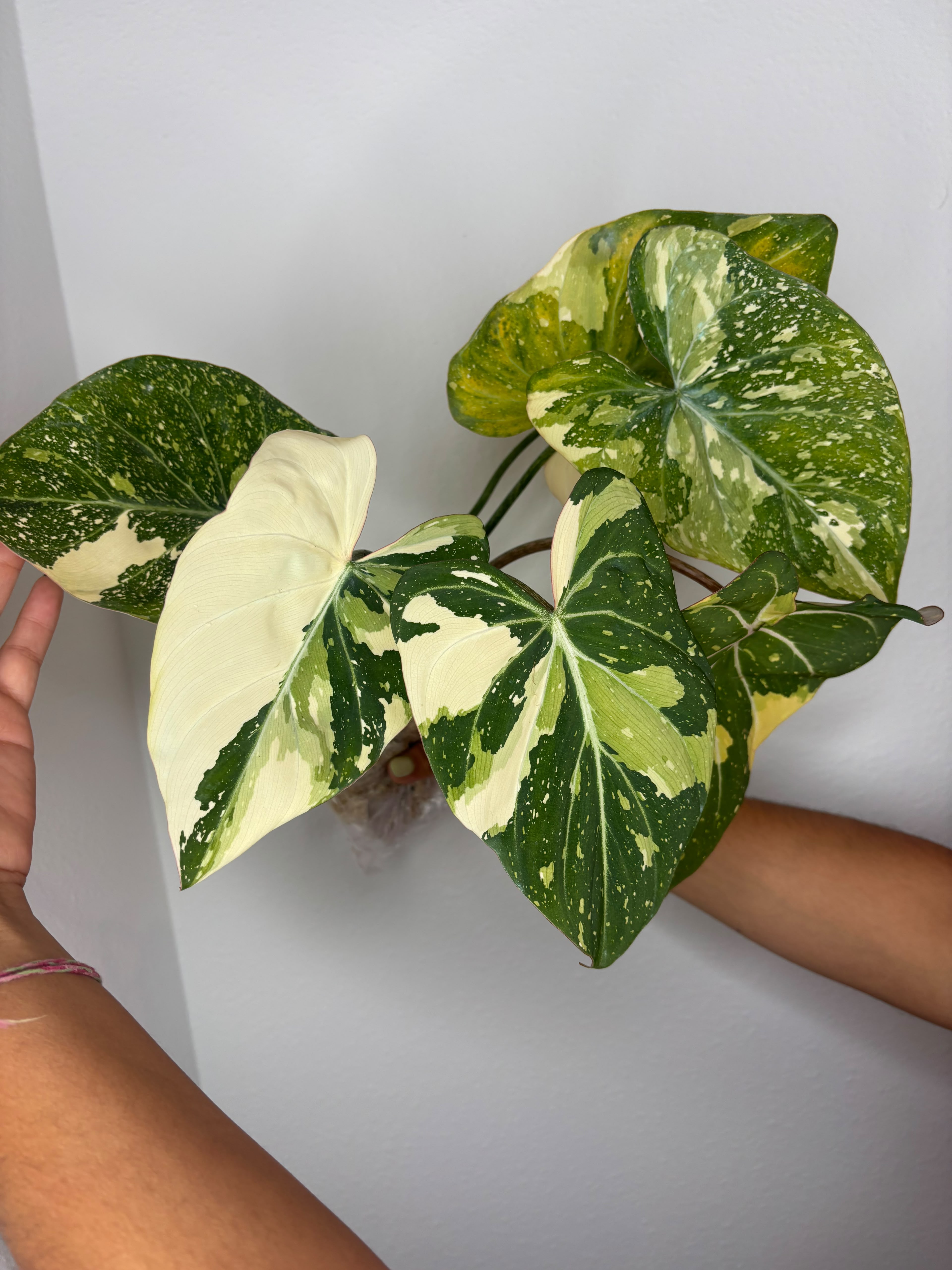 0015 Gloriosum Variegated