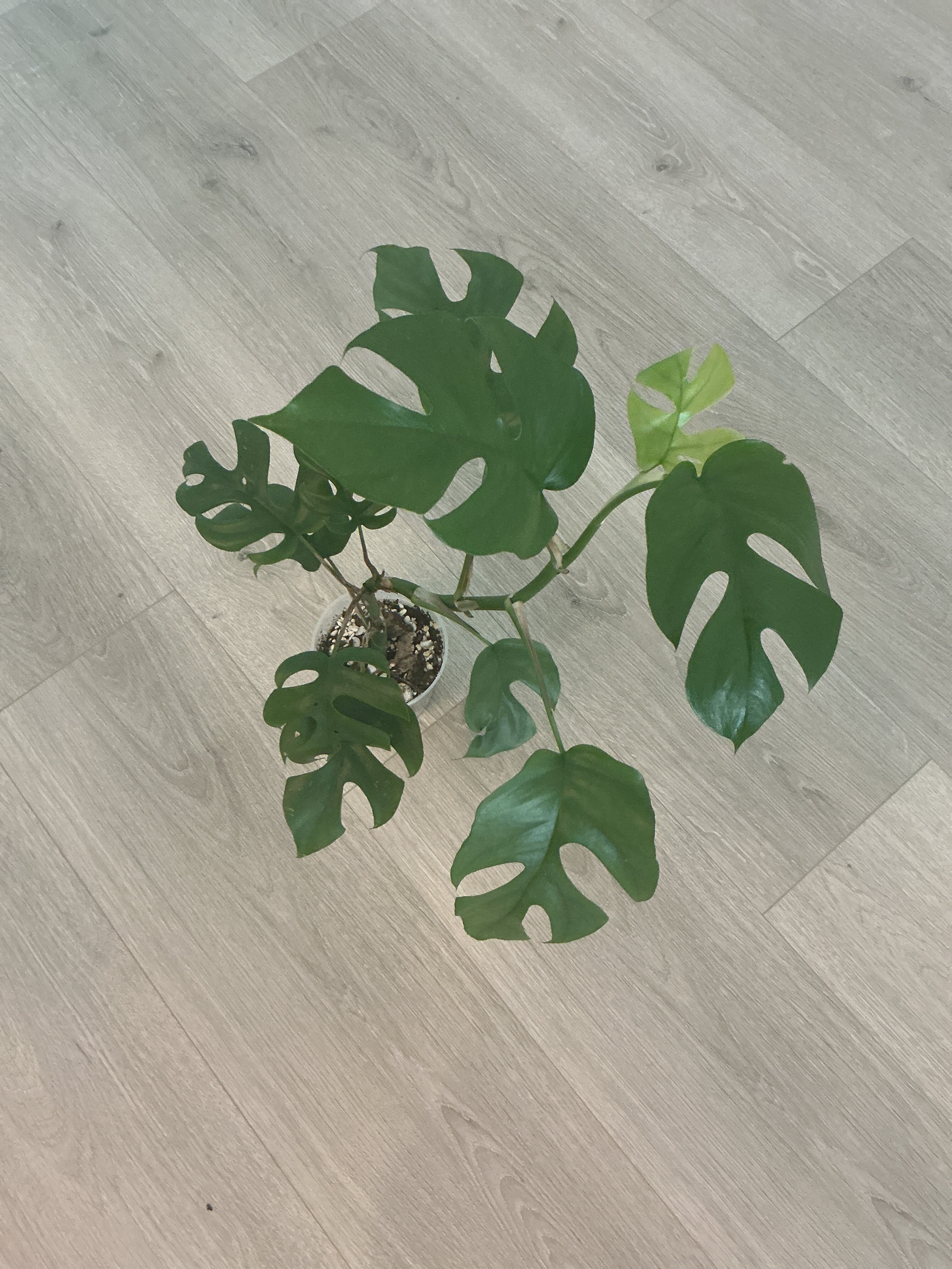 Rapidophora Tetrasperma - Mini Monstera
