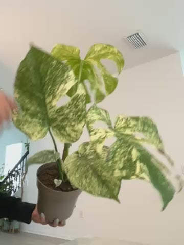 Monstera Mint