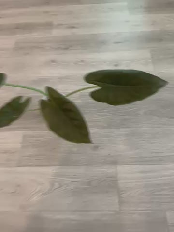 Alocasia Longiloba large