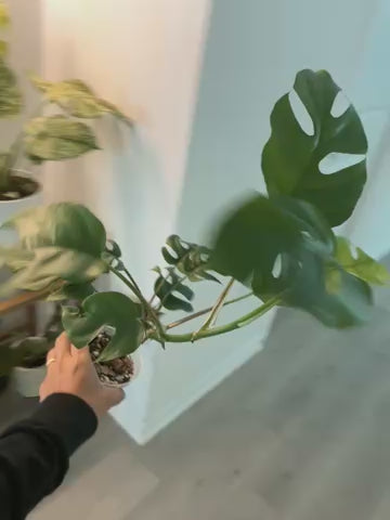 Rapidophora Tetrasperma - Mini Monstera